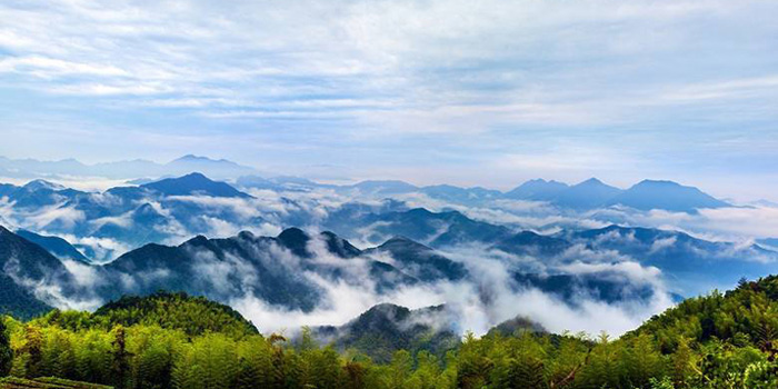 富阳茶叶种植基地