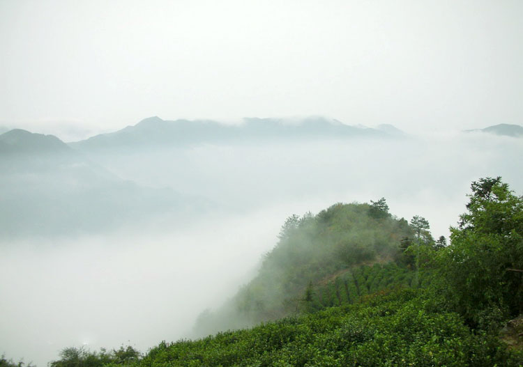 富阳茶叶基地 富阳茶叶种植基地