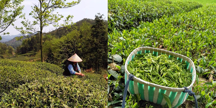 富阳茶叶种植基地