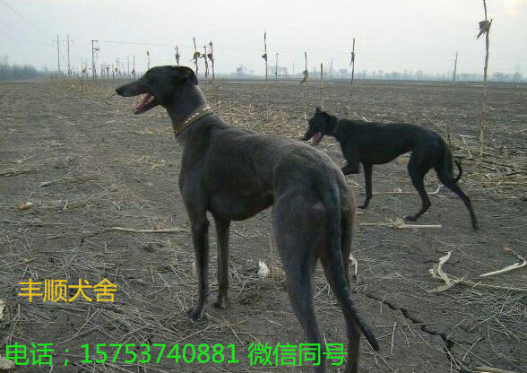 格力犬多少钱格力犬价格图片