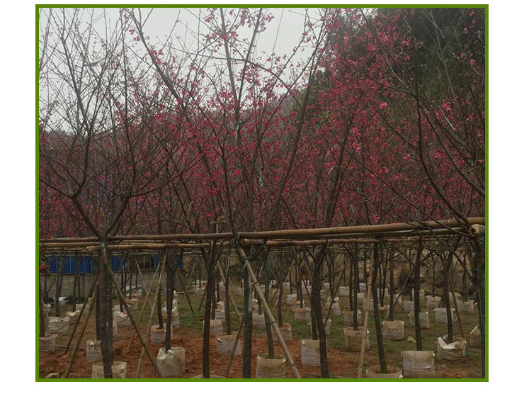 山樱花山樱花供应，山樱花批发价格，福建山樱花种植基地，哪里有山樱花出售