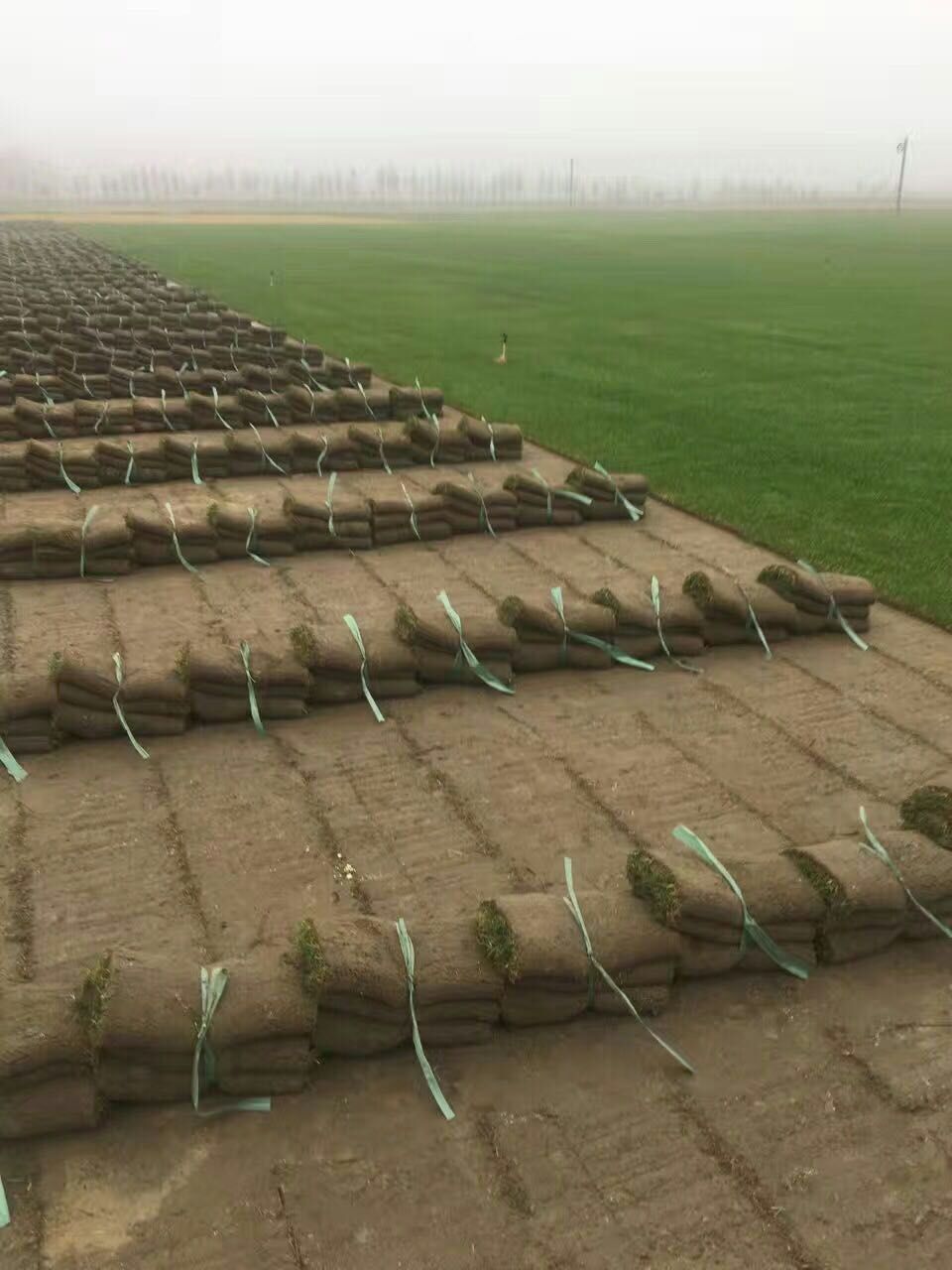 镇江市果岭草混播黑麦草厂家浙江青青草坪种植基地果岭草混播黑麦草