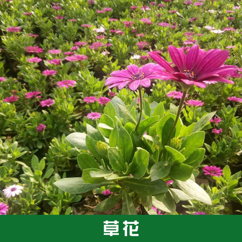 草花西安草花种植基地景观花卉多年生草花四季野花组合厂家直销