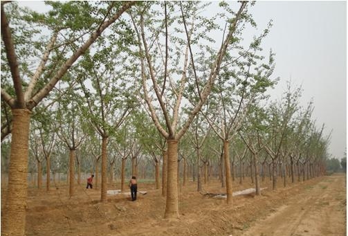 临沂市白蜡厂家河北白蜡  / 白蜡树  / 绿化树