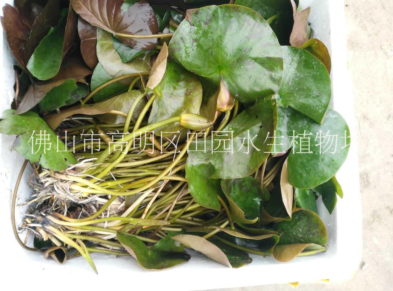多色睡蓮圖片/多色睡蓮樣板圖 (1)