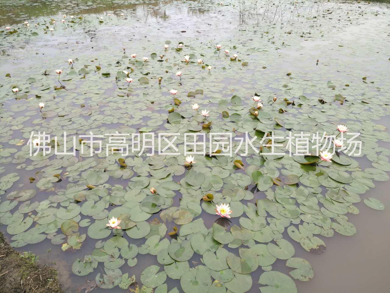 多色睡蓮圖片/多色睡蓮樣板圖 (4)