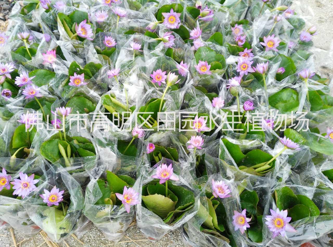 多色睡蓮圖片/多色睡蓮樣板圖 (2)
