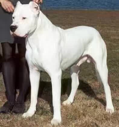 杜高犬供货商价格/阿根廷杜高犬/纯种杜高犬价格 杜高犬价格哪里便宜