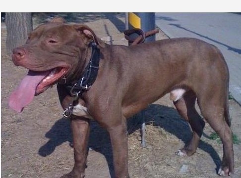 比特犬圖片/比特犬樣板圖 (3)