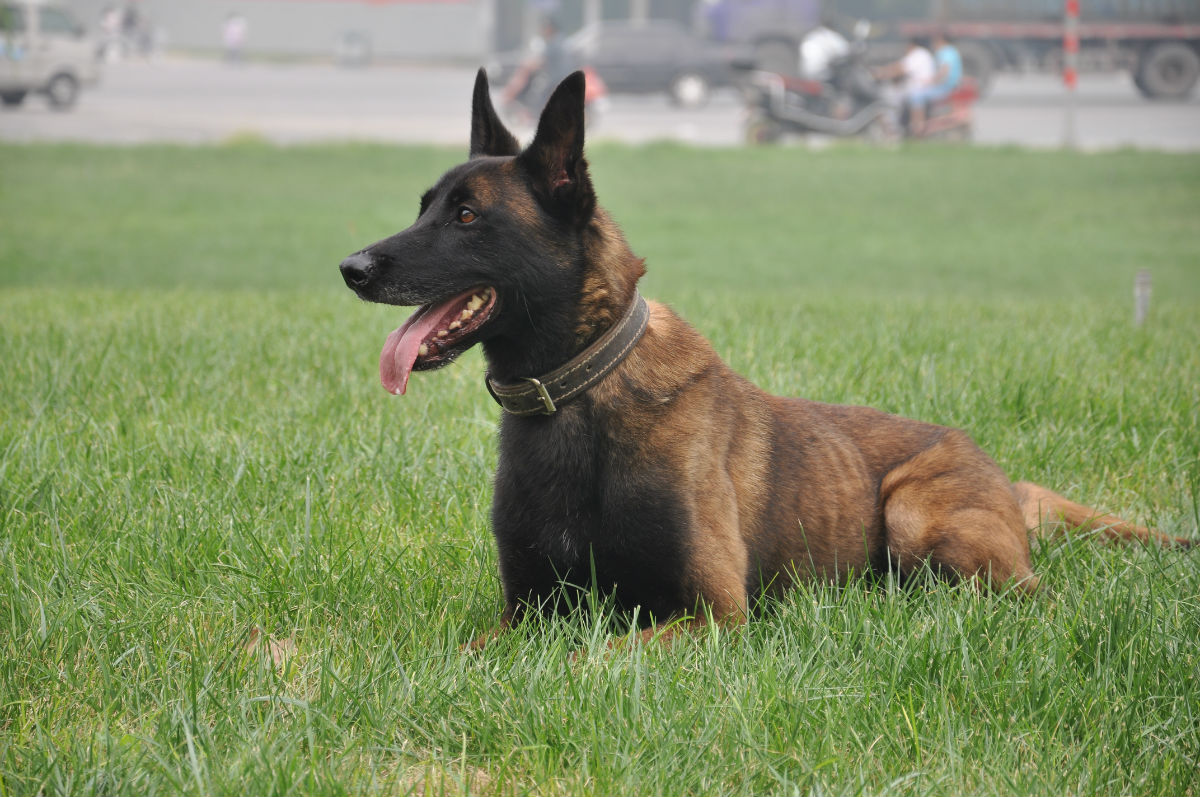 马犬多少钱马犬图片马犬血统马犬价格供应马犬比利时马犬图片