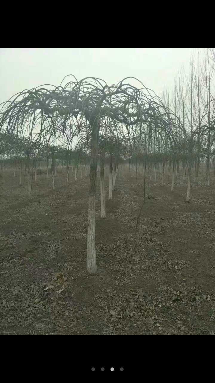 大叶垂榆大叶垂榆种植基地/报价/批发/多少钱一棵