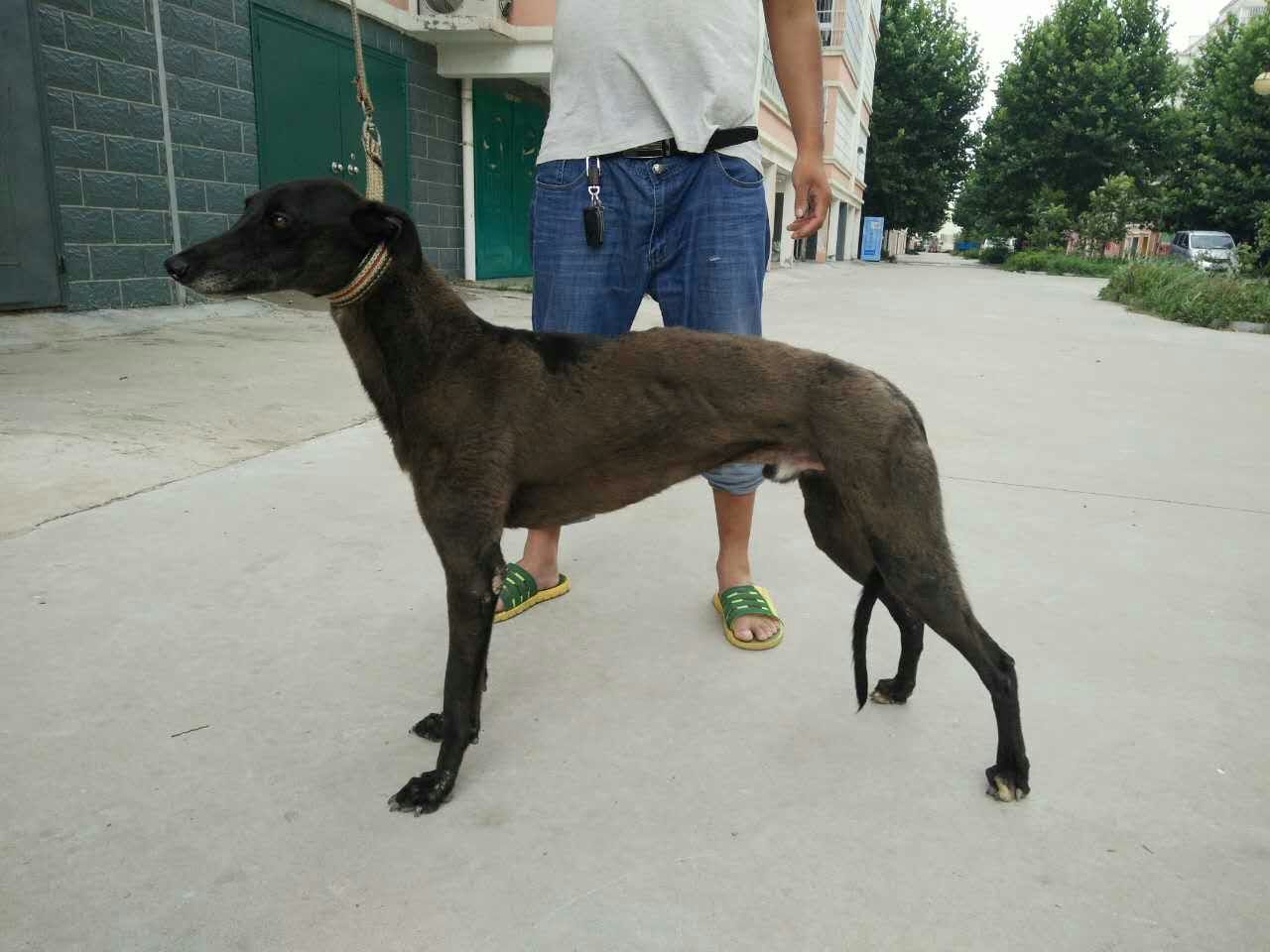 格力犬价格供应格力犬格力犬图片哪里有卖格力犬格力幼犬多少钱 格力犬出售