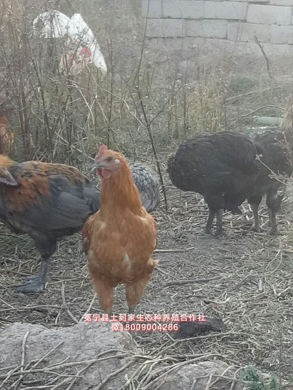 凉山本地土鸡苗高脚彝家土鸡苗凉山特色土鸡苗山鸡苗五黑绿壳蛋鸡苗火鸡苗孵化销售企业公司电话 凉山本地土鸡苗高脚彝家土鸡苗