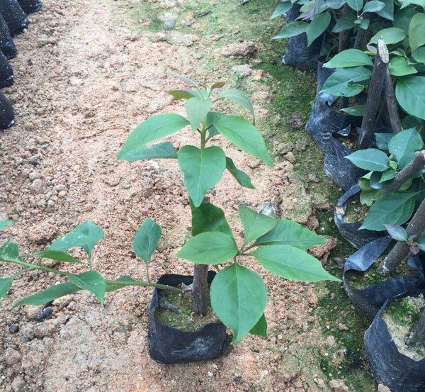 紅花三角梅小袋苗 桿高20cm