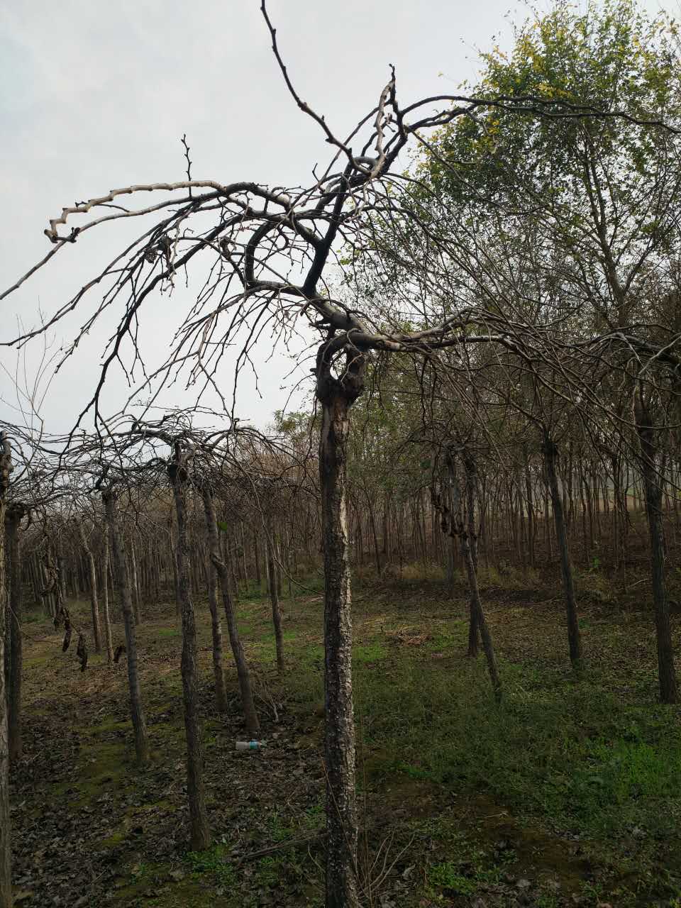 大叶垂榆种植基地/报价/批发/多少钱一棵