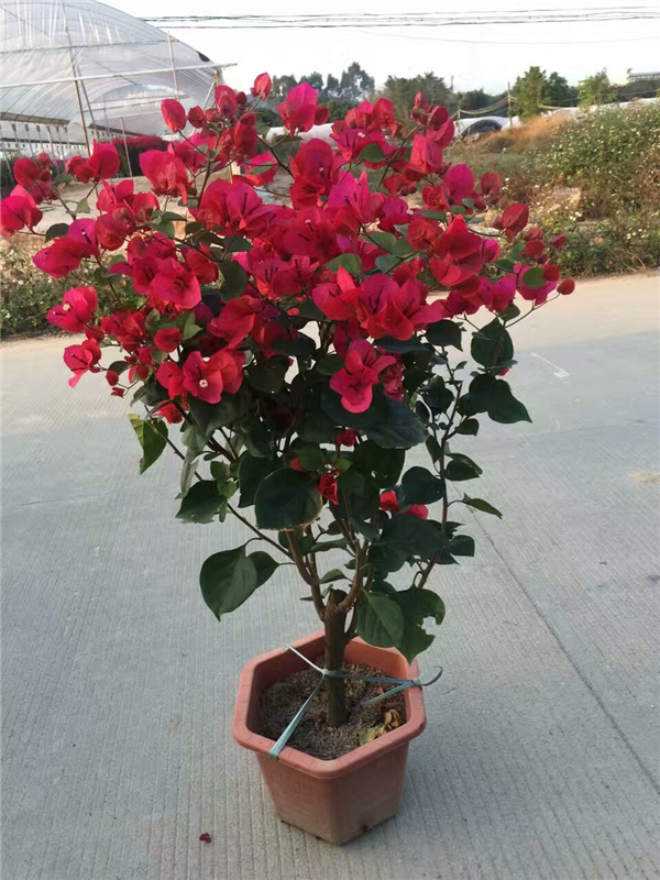 常用三角梅工程苗圖片