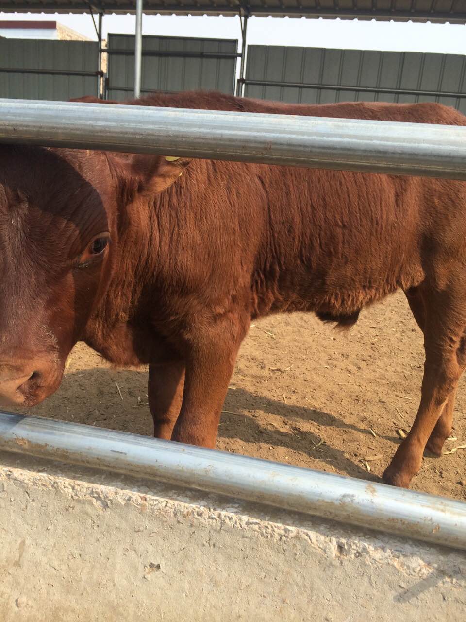 山西肉牛基地 山西肉牛批发 忻州市肉牛厂家 忻州市肉牛批发 山西肉牛厂家图片