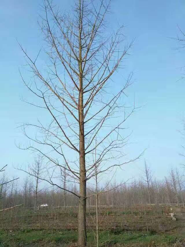 徐州市银杏苗圃批发厂家