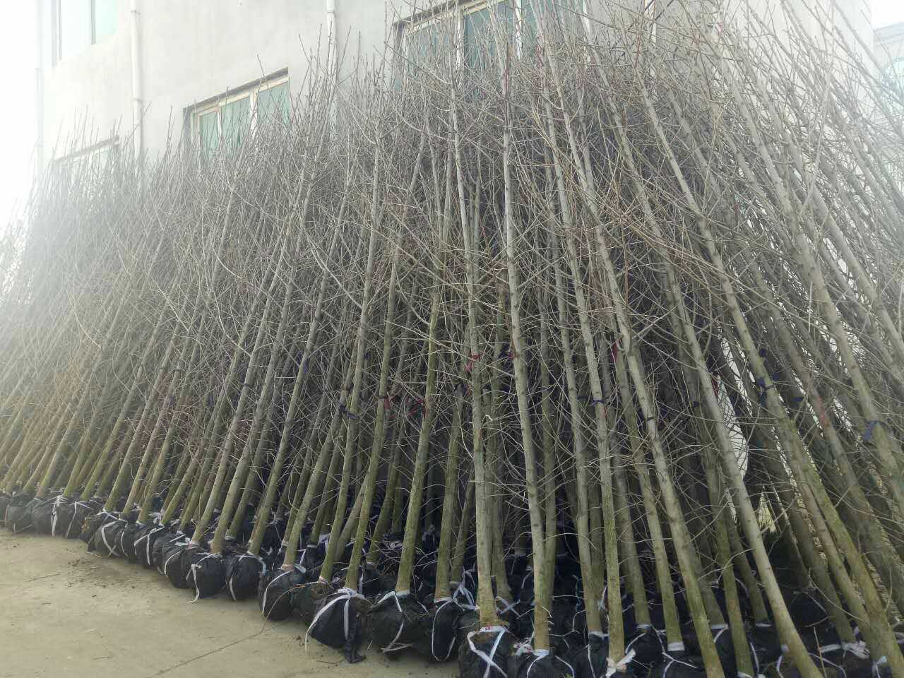 银杏苗圃批发邳州奋达银杏苗圃基地电话 银杏苗圃批发