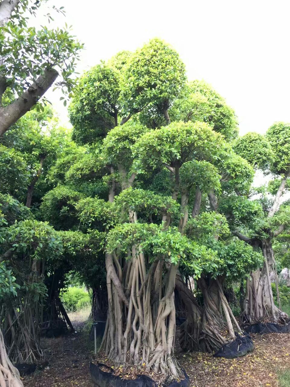 小叶榕盆景 苗圃基地直销小叶榕盆景生产基地 小叶榕盆景采购网 小叶榕盆景供应商 小叶榕盆景批发 小叶榕盆景厂家直销图片