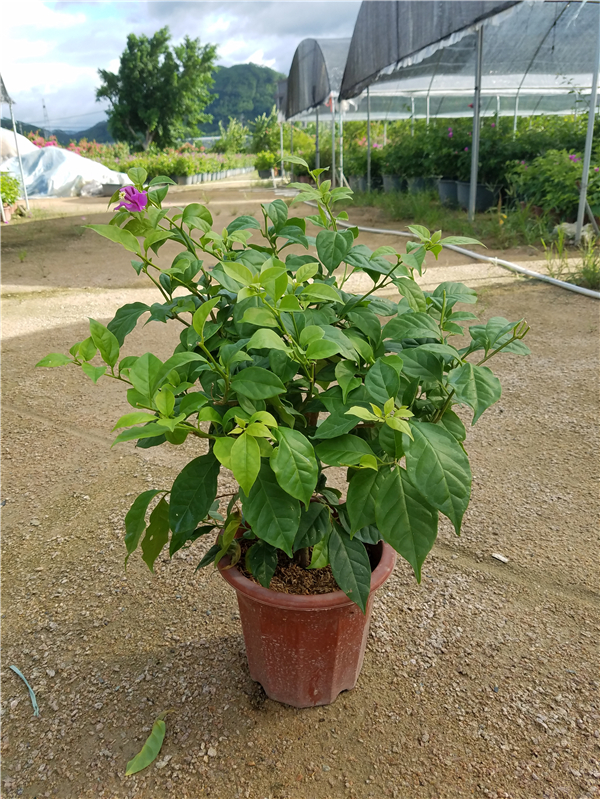 耐旱植物  云南大紫（安格斯）三角梅 观赏绿植 盆栽花卉 云南大紫三角梅 云南大紫三角梅花图片