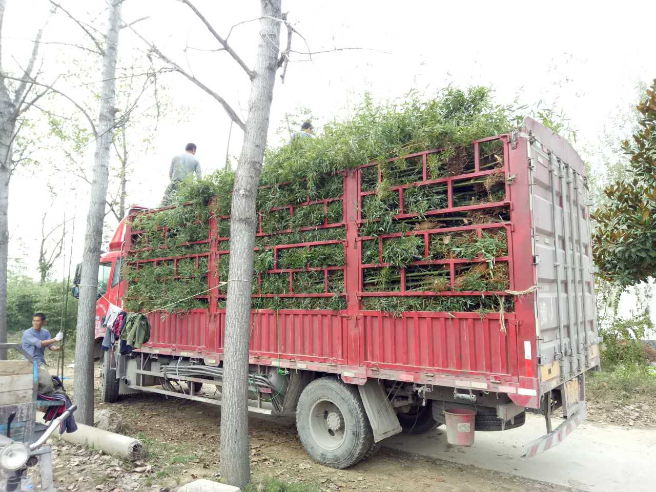 河南竹子批发河南竹子报价，河南竹子基地，河南竹子批发价格图片