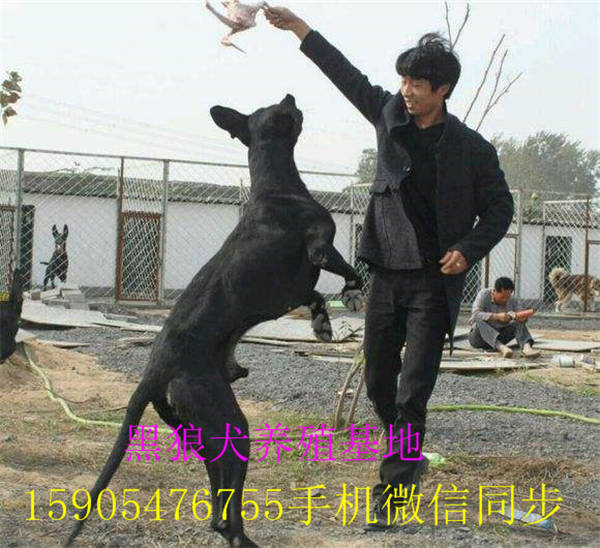 黑狼犬养殖基地 黑狼犬养殖场黑狼犬养殖基地 黑狼犬养殖场