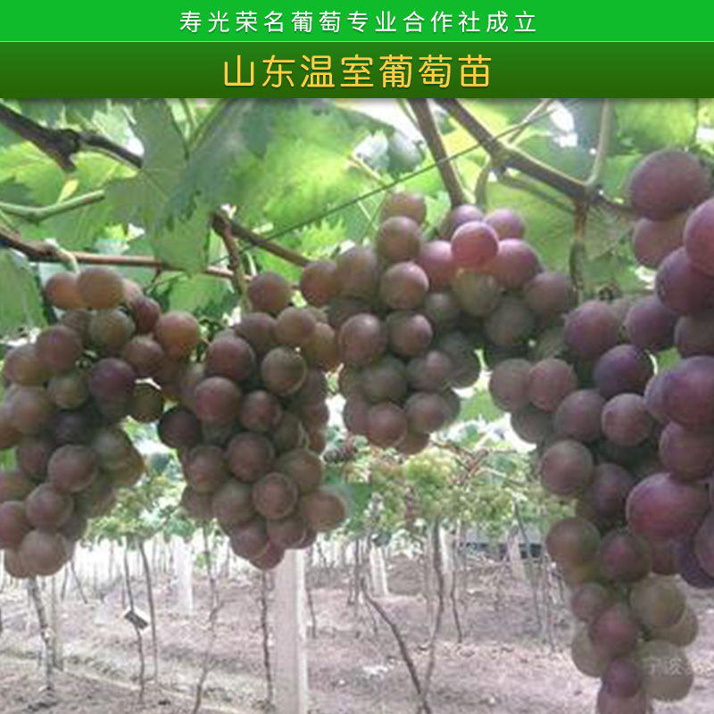 葡萄苗圖片/葡萄苗樣板圖 (2)