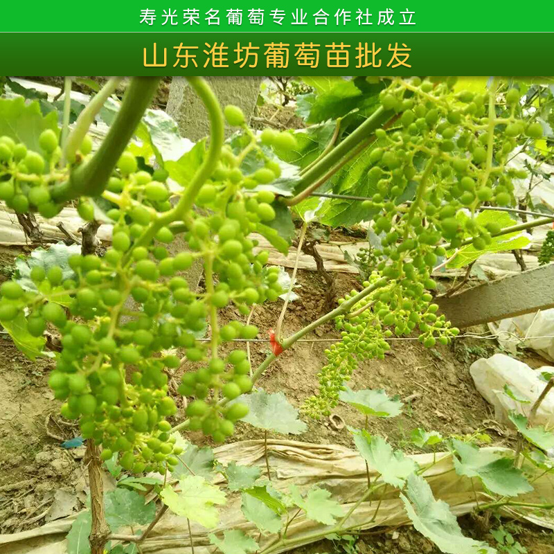 葡萄苗批发 荣名新品种优质大棚葡萄种植苗木多少钱一株 山东潍坊葡萄苗批发图片