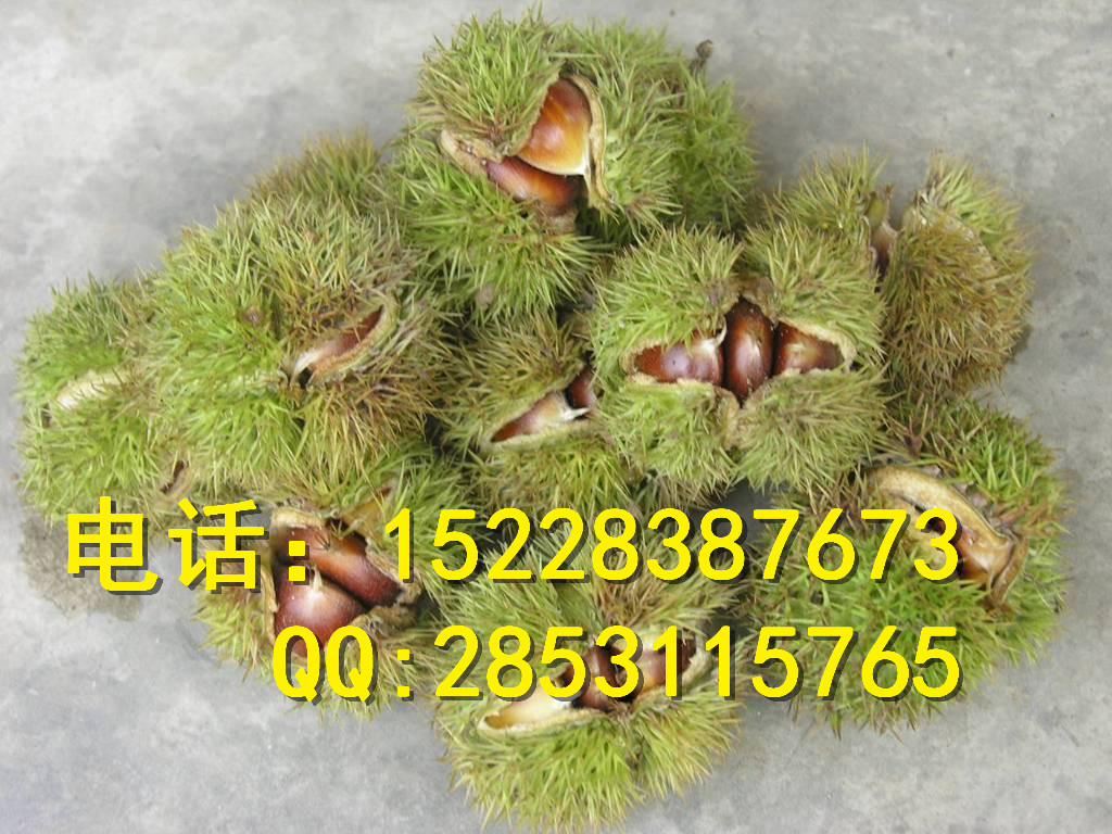 湖南棗子苗圖片/湖南棗子苗樣板圖 (4)