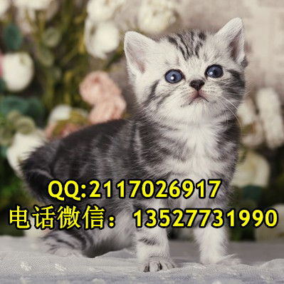 宠物猫短毛猫一只多少钱美国短毛猫价格图片