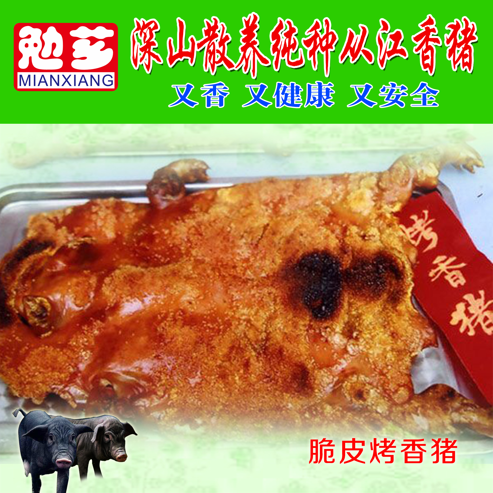 遼寧沈陽(yáng)香豬 報(bào)價(jià)圖片