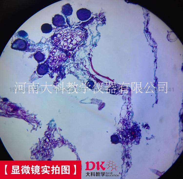 新乡市显微玻片 生物切片 植物病理片厂家显微镜配件 生物切片 植物病理片 显微玻片 生物切片 植物病理片