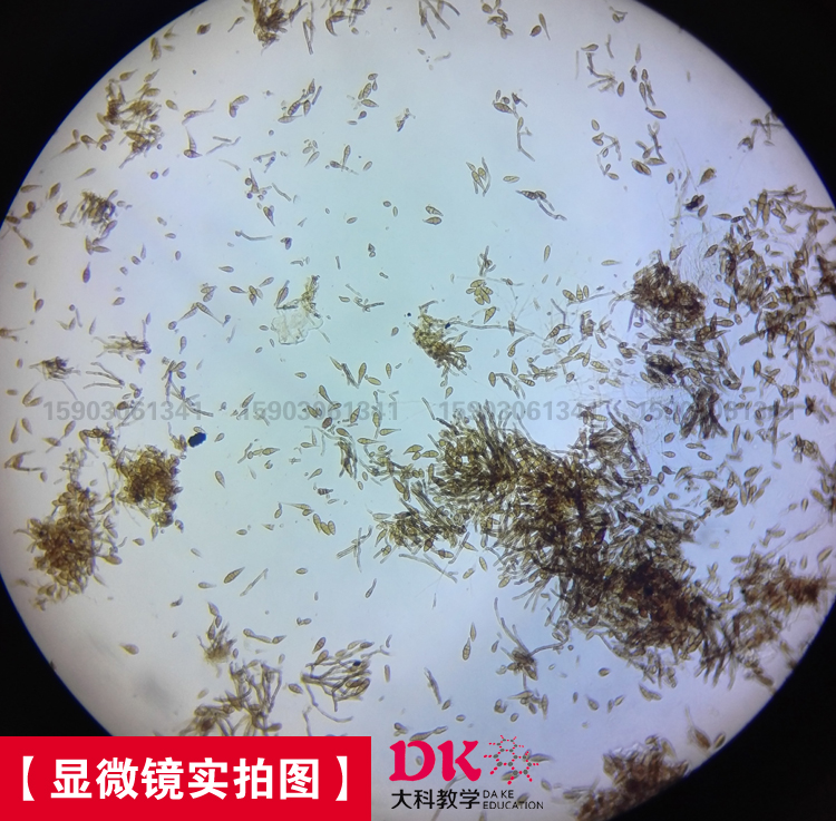 显微镜配件 生物切片 植物病理片显微镜配件 生物切片 植物病理片