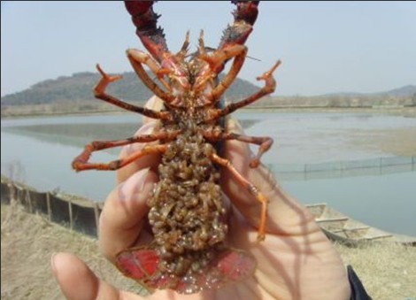 小龙虾抱卵虾 盱眙小龙虾苗 盱眙龙虾苗养殖基地 盱眙哪里有龙虾苗卖图片