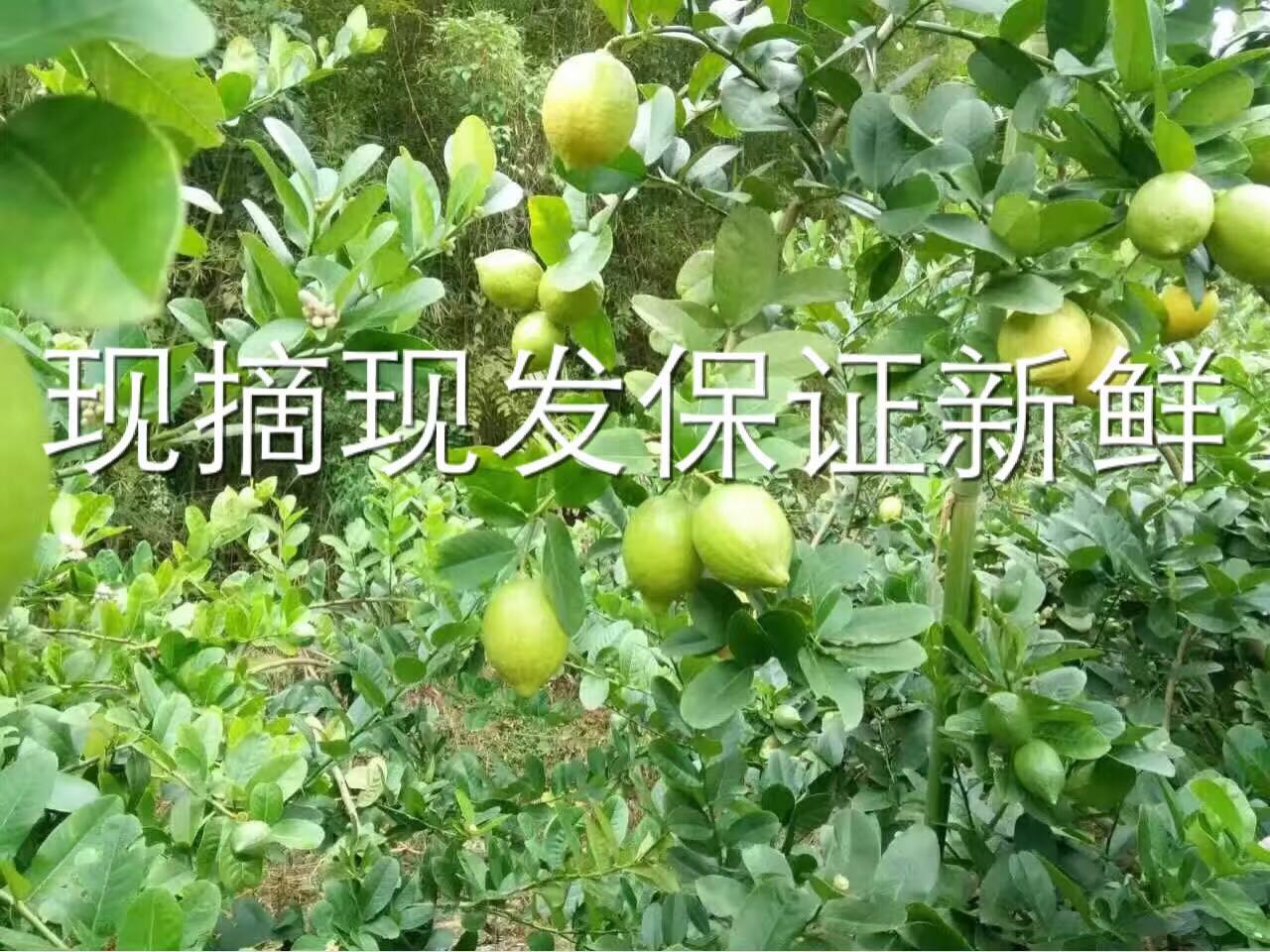 香水柠檬批发台湾无籽香水柠檬四季香水柠檬批发台湾无籽香水柠檬批发图片