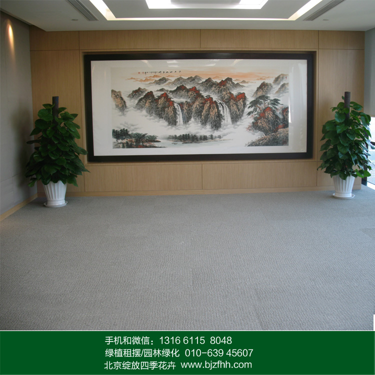 大綠蘿圖片/大綠蘿樣板圖 (1)