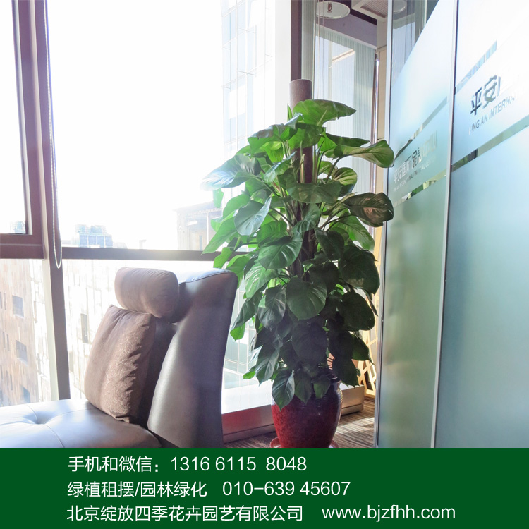 大綠蘿圖片/大綠蘿樣板圖 (4)