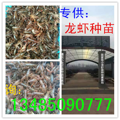 小龙虾种苗价格龙虾种苗批发现在龙虾苗多少钱一斤