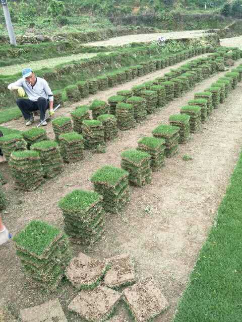 郴州市湖南马尼拉草皮直销厂家