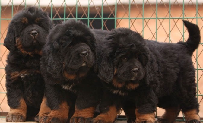 贵阳什么地方有纯种藏獒犬、纯种藏獒犬什么价格、狗场直销藏獒幼犬