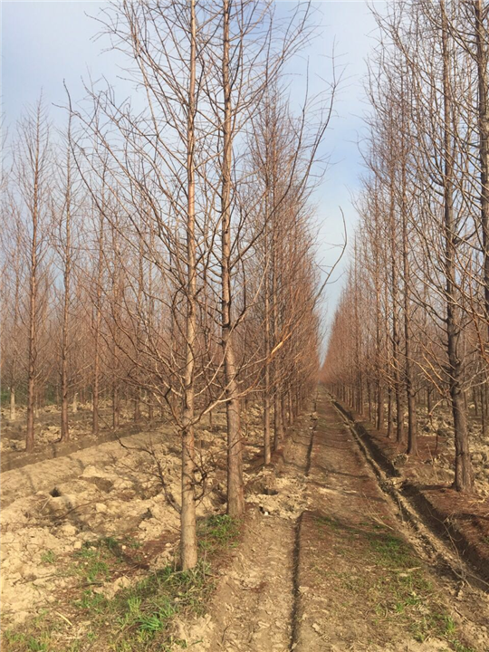 江苏盐城水杉树苗供应商盐城水杉种植基地江苏水杉直销江苏水杉报价