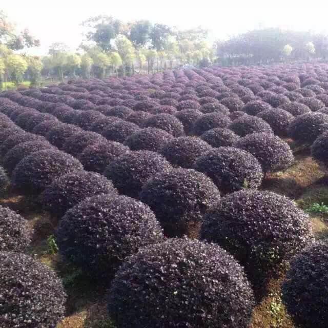 供应红花继木球种植基地、红花继木球基地直销、红花继木球低价批发