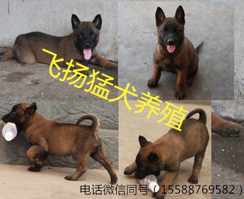 现在双血统的马犬价格怎么样