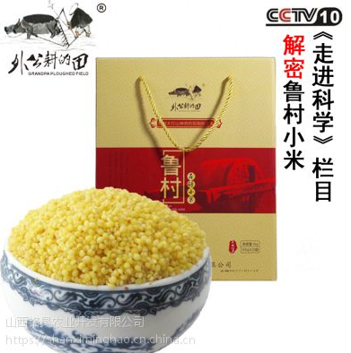 山西魯村小米圖片