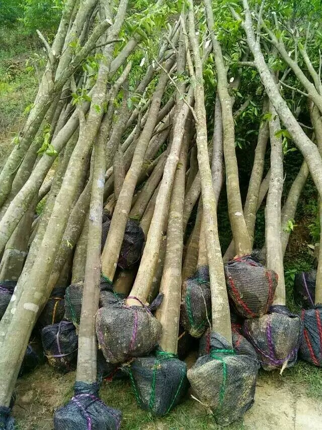 茂名沉香树种植基地 采购批发价格 供应商直销