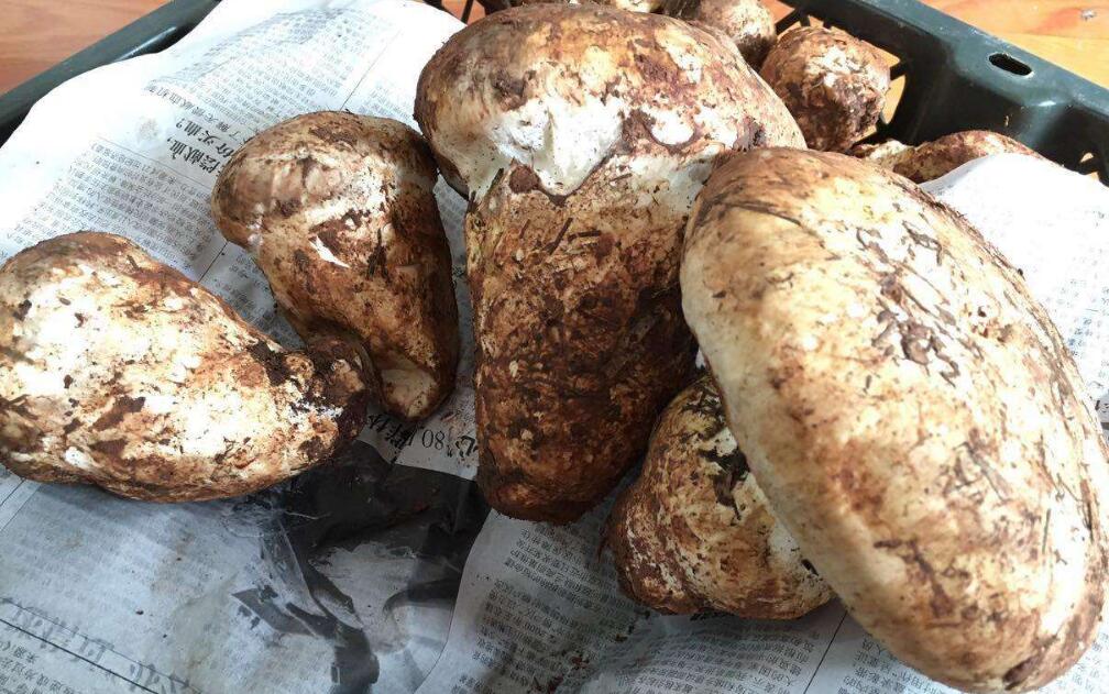 老人頭菌批發(fā)新鮮貨干貨圖片