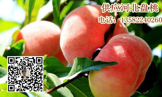 供應(yīng)河北盤(pán)桃圖片/供應(yīng)河北盤(pán)桃樣板圖 (1)