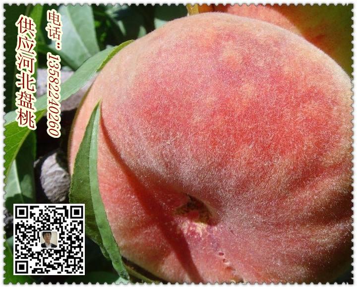 供應(yīng)河北盤(pán)桃圖片/供應(yīng)河北盤(pán)桃樣板圖 (2)