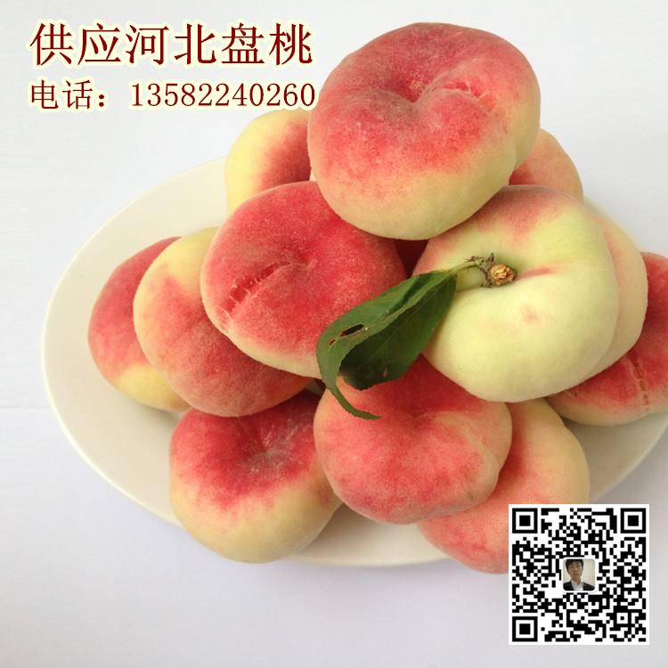 供應(yīng)河北盤(pán)桃圖片/供應(yīng)河北盤(pán)桃樣板圖 (4)